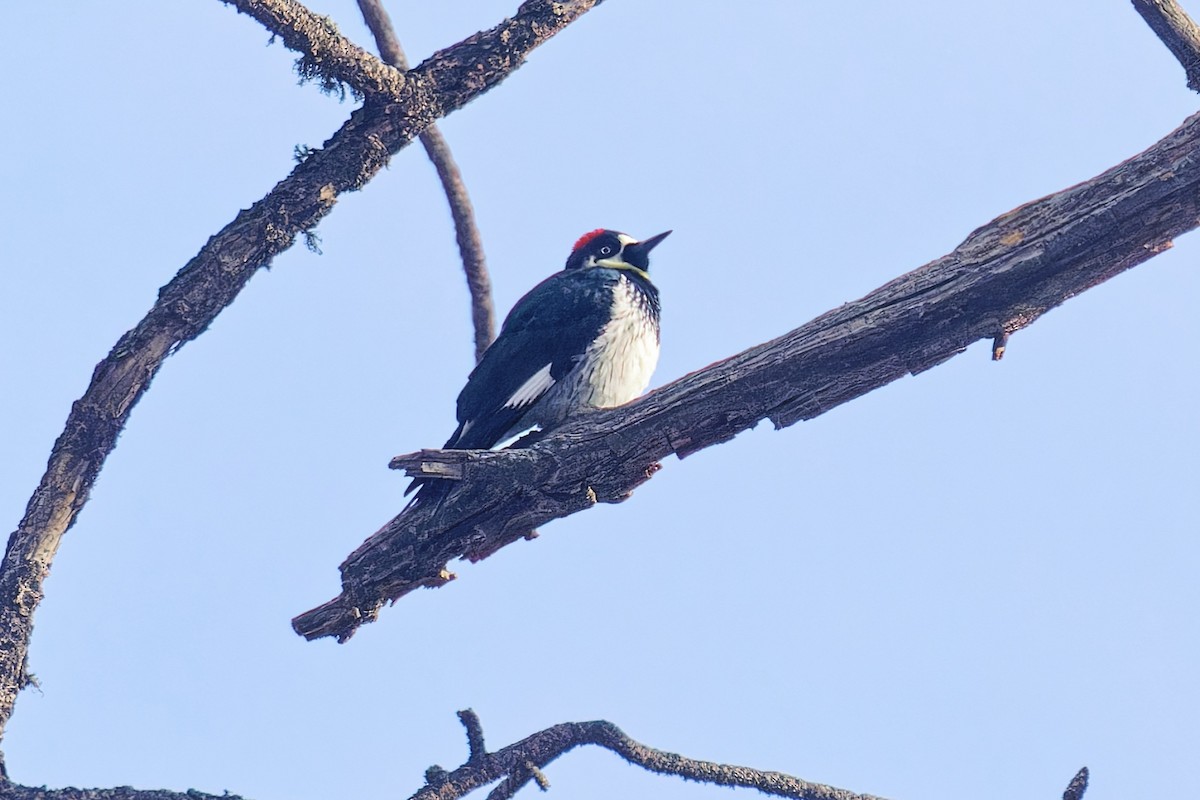 eikespett - ML646723426