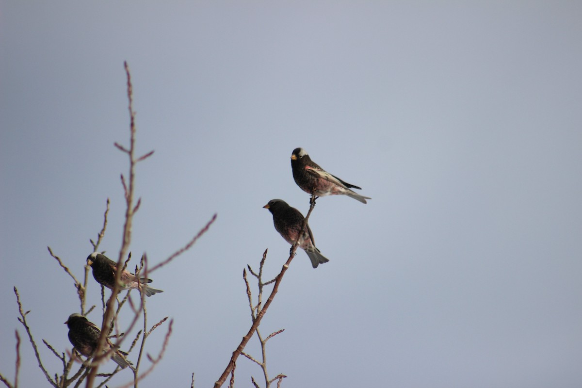 Black Rosy-Finch - ML646723427