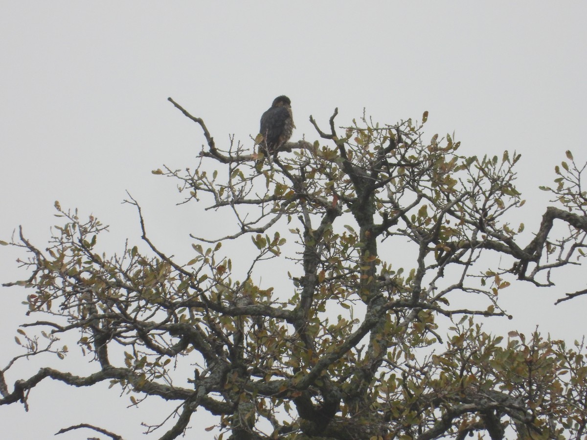 Merlin - ML646723429