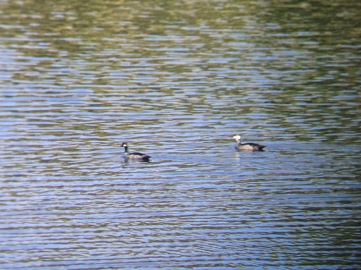 Green Pygmy-Goose - ML646723431