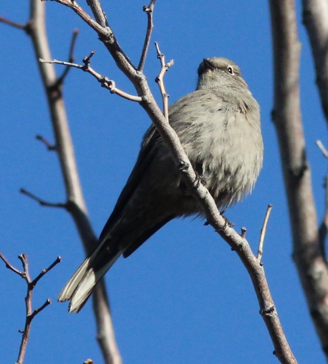 Townsend's Solitaire - ML646723436