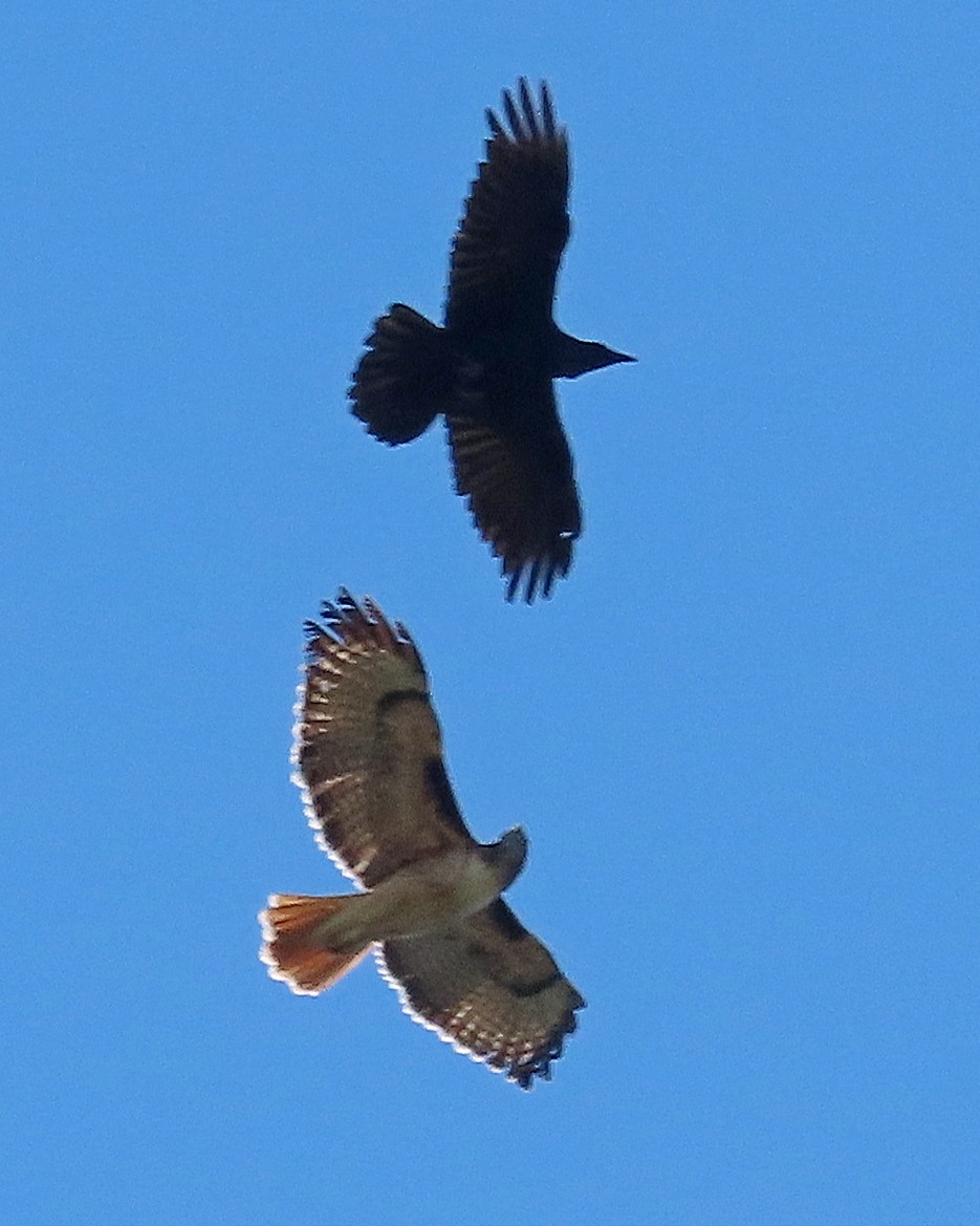 Red-tailed Hawk - ML646723437