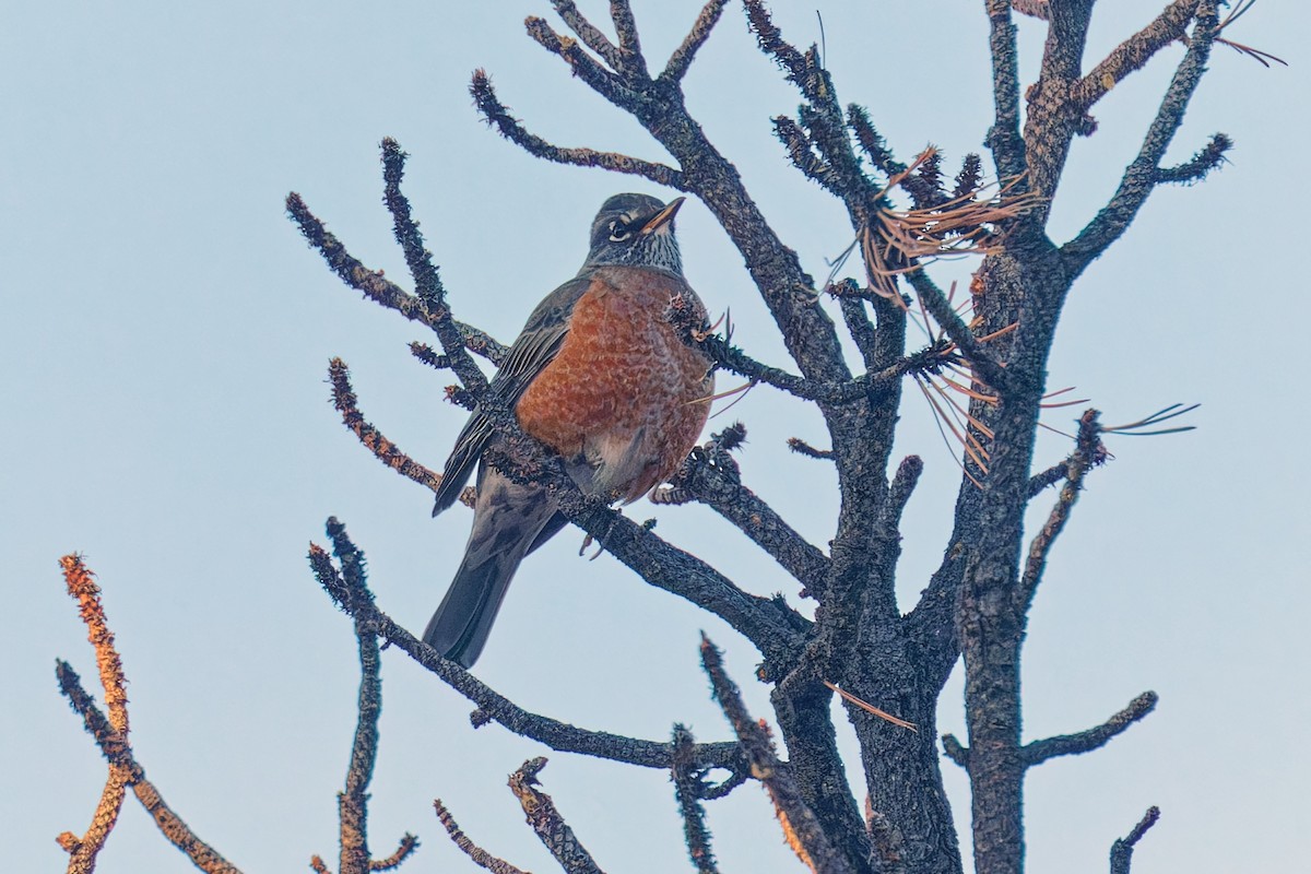 vandretrost - ML646723441