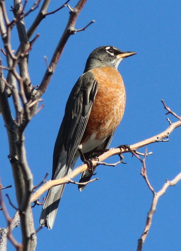 American Robin - ML646723442