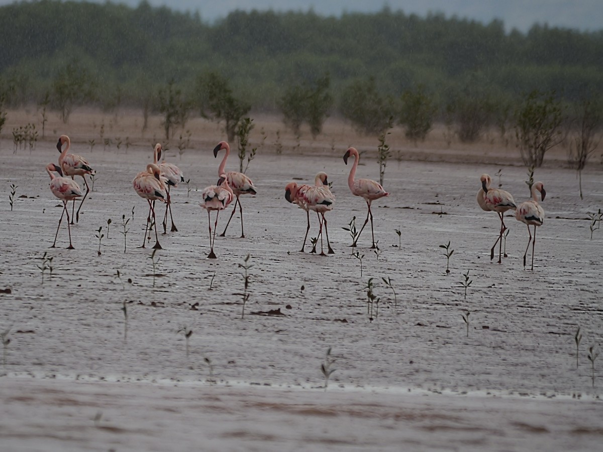 Zwergflamingo - ML646723443