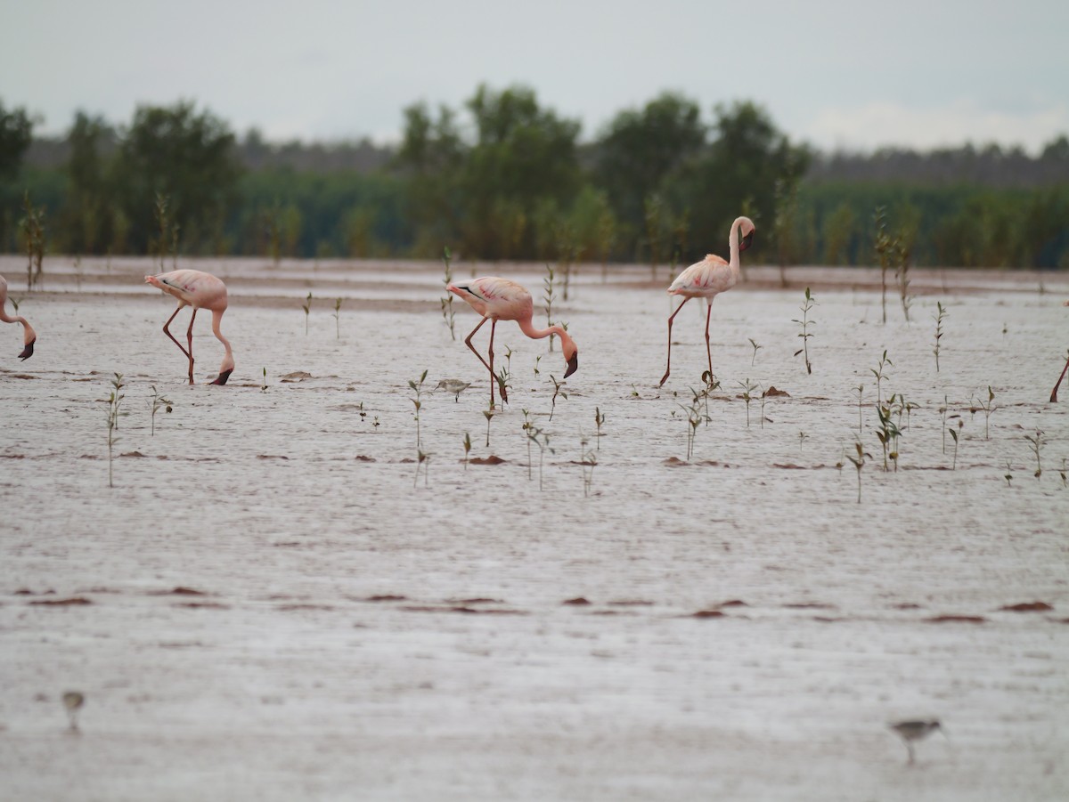 Zwergflamingo - ML646723444