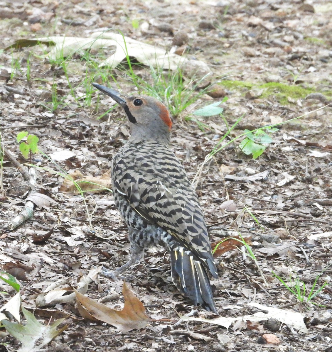 ハシボソキツツキ - ML646723446