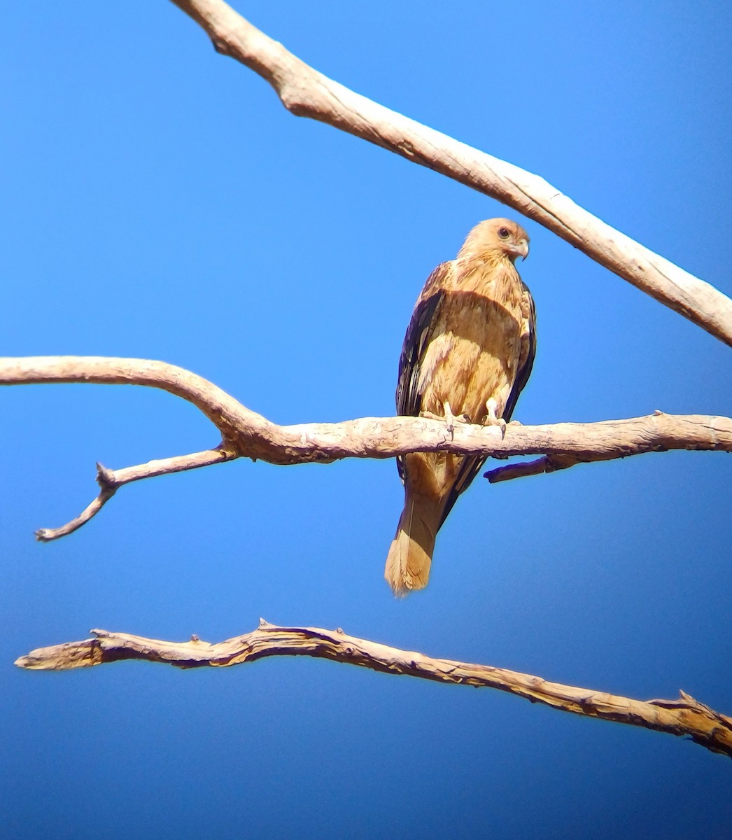 Whistling Kite - ML646723447