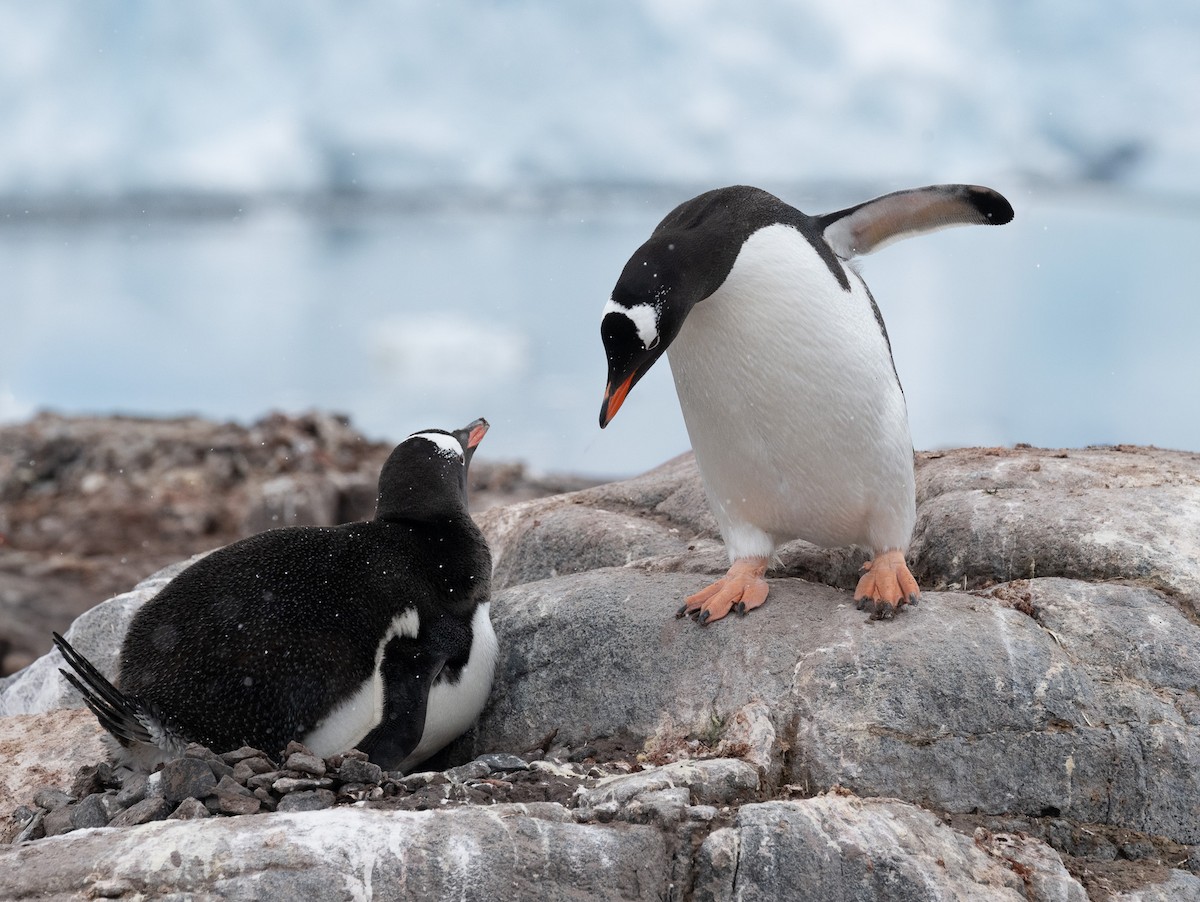 Gentoo Penguin - ML646723448