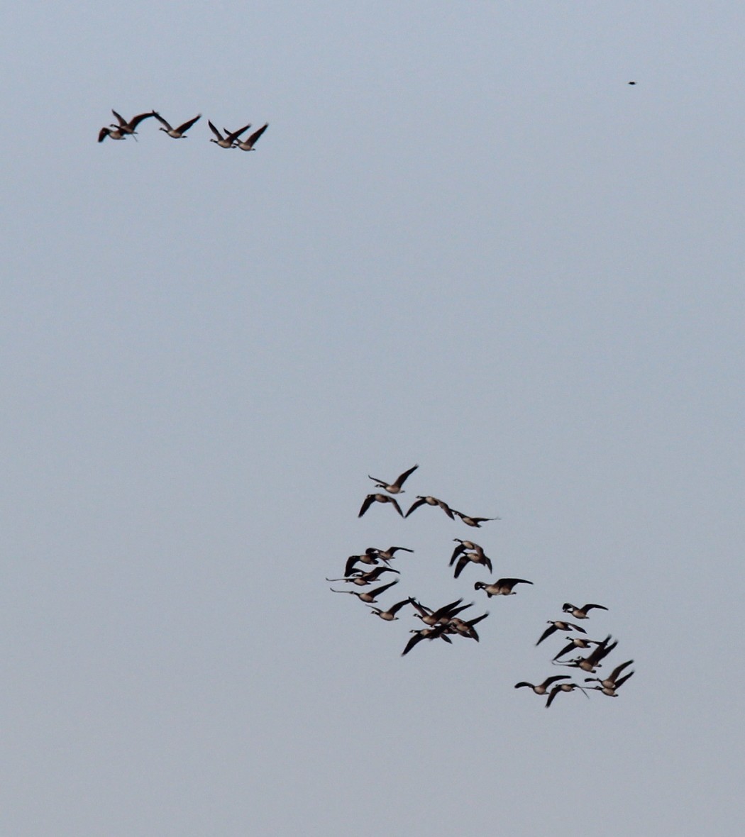 Canada Goose - ML646723449