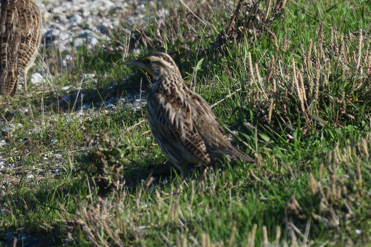 Western Meadowlark - ML646723450