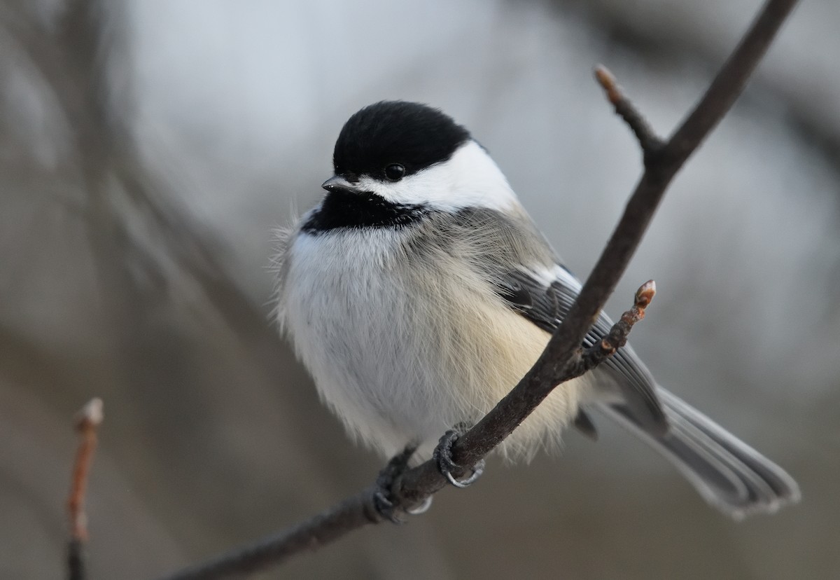 Black-capped Chickadee - ML646723452