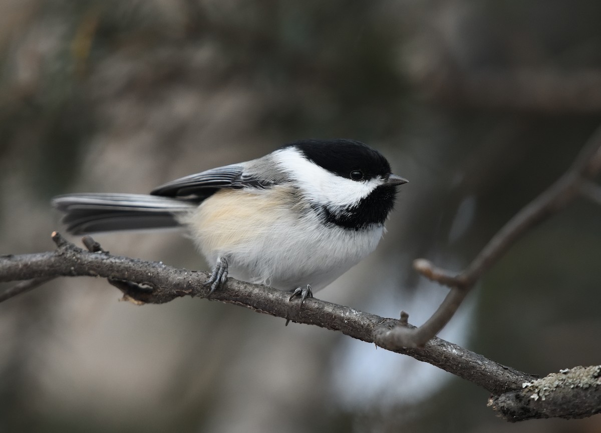 Black-capped Chickadee - ML646723453