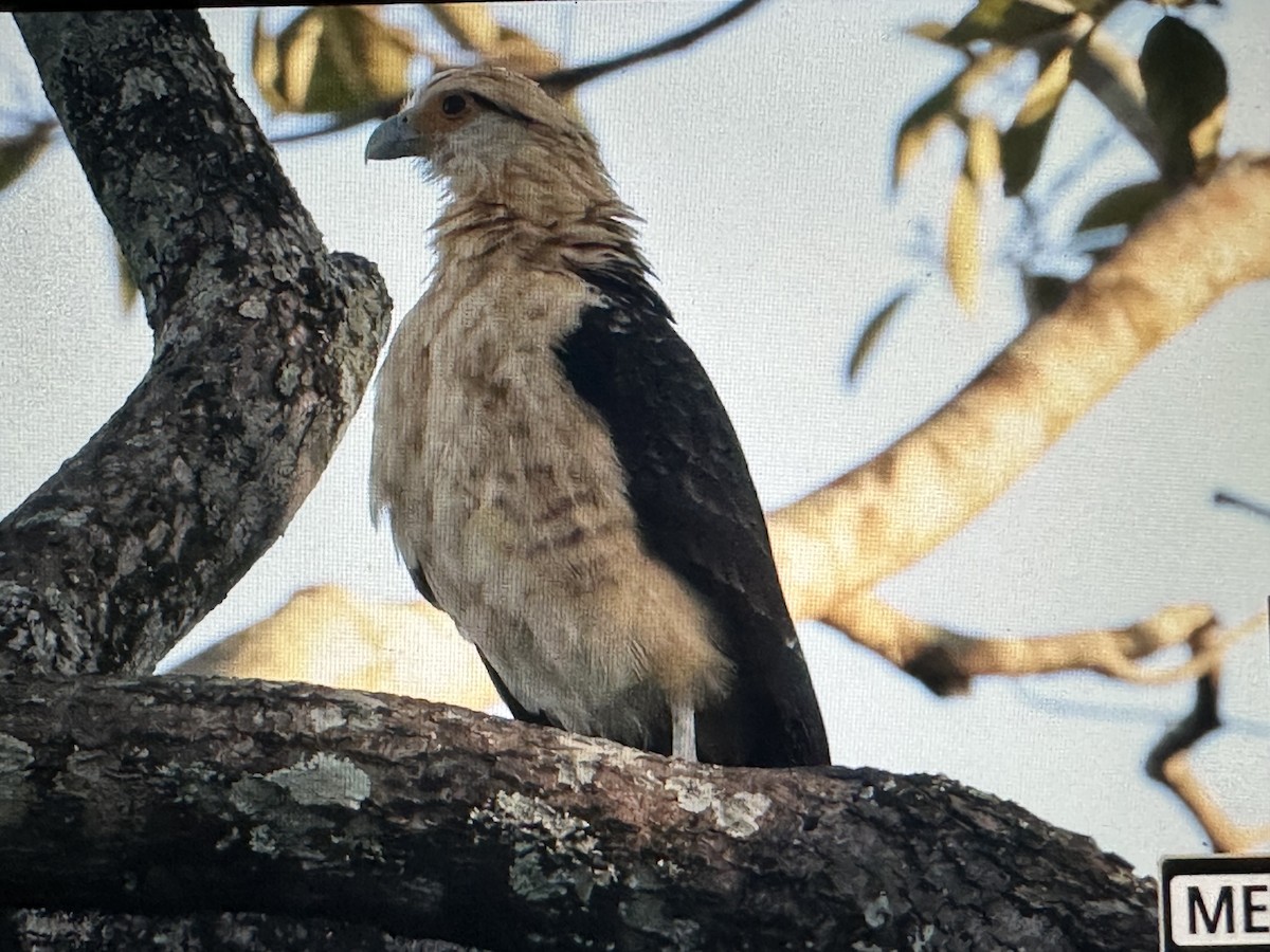 Sarı Başlı Karakara - ML646723456