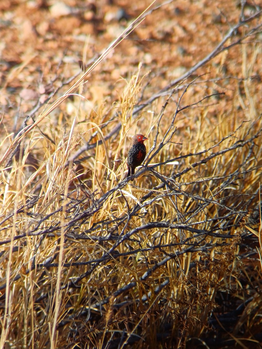 Painted Firetail - ML646723457