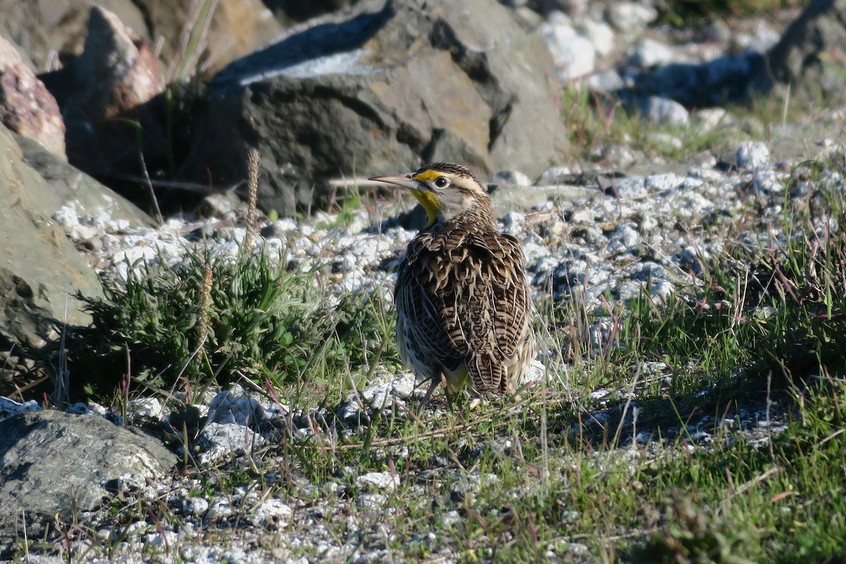 Western Meadowlark - ML646723460