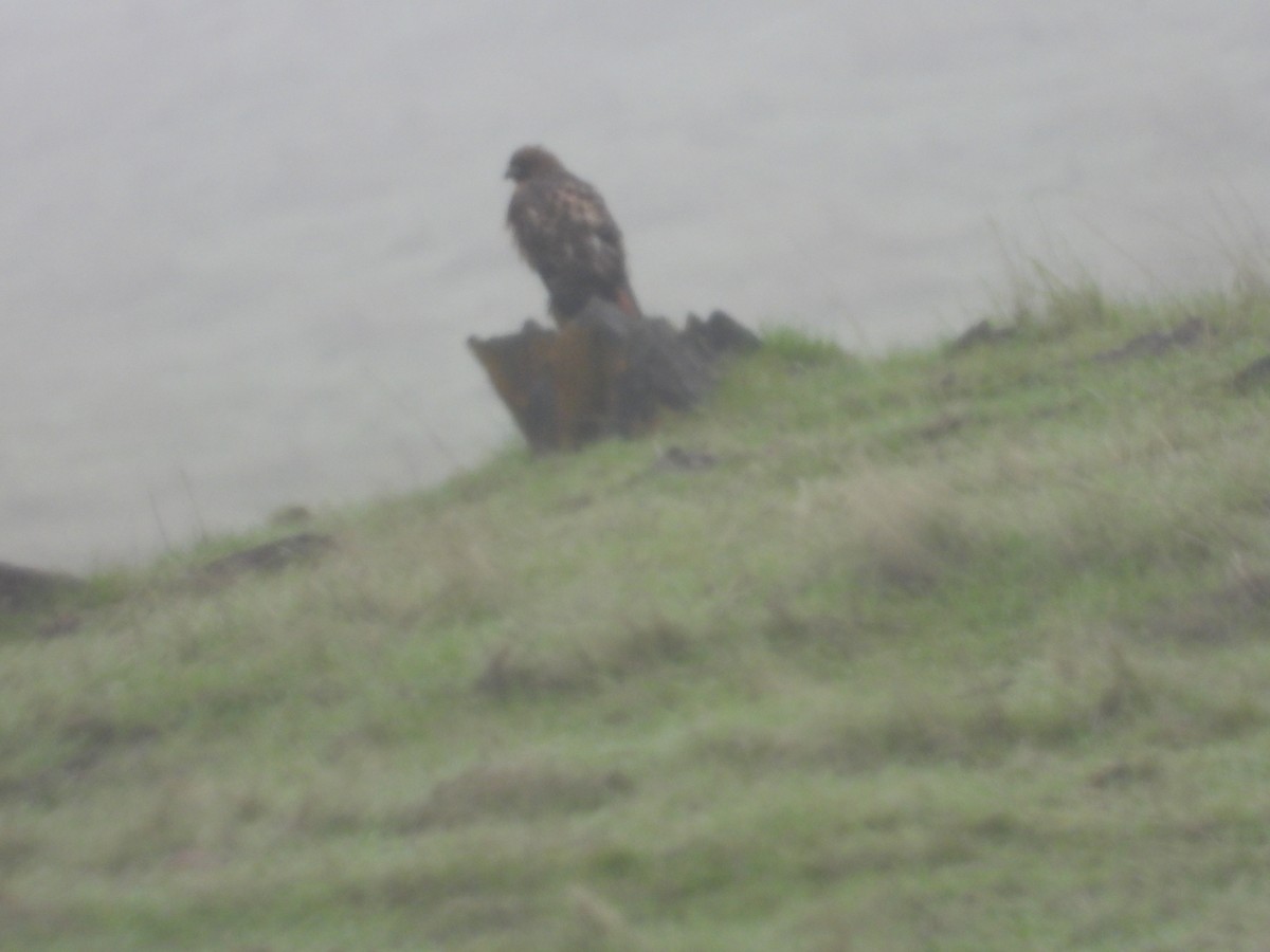 Rotschwanzbussard - ML646723463