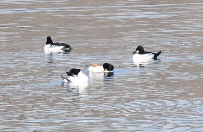 Common Goldeneye - ML646723464