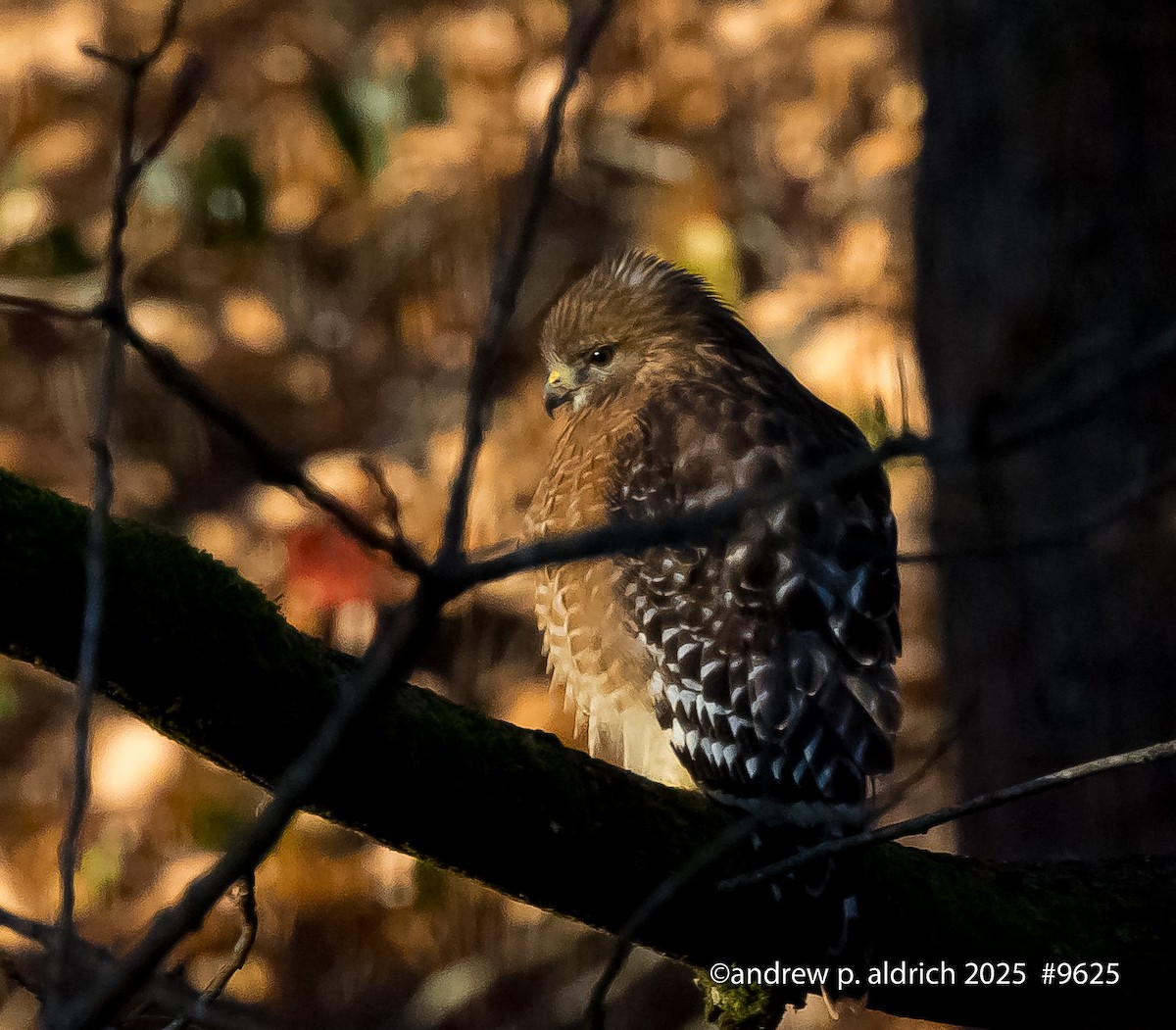 Красноплечий канюк - ML646723465