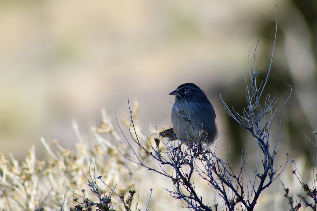 Rufous-crowned Sparrow - ML646723467