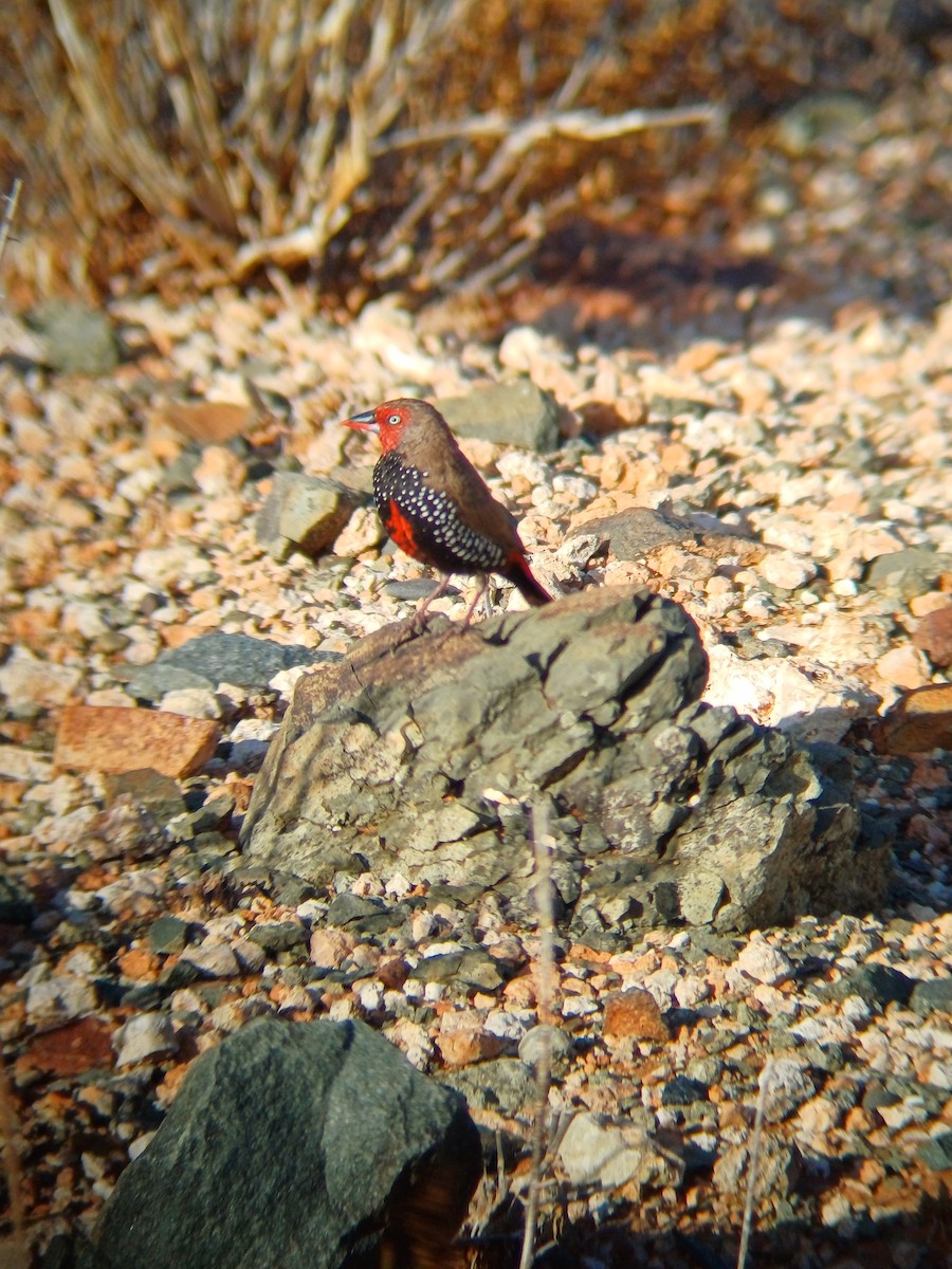 Painted Firetail - ML646723471