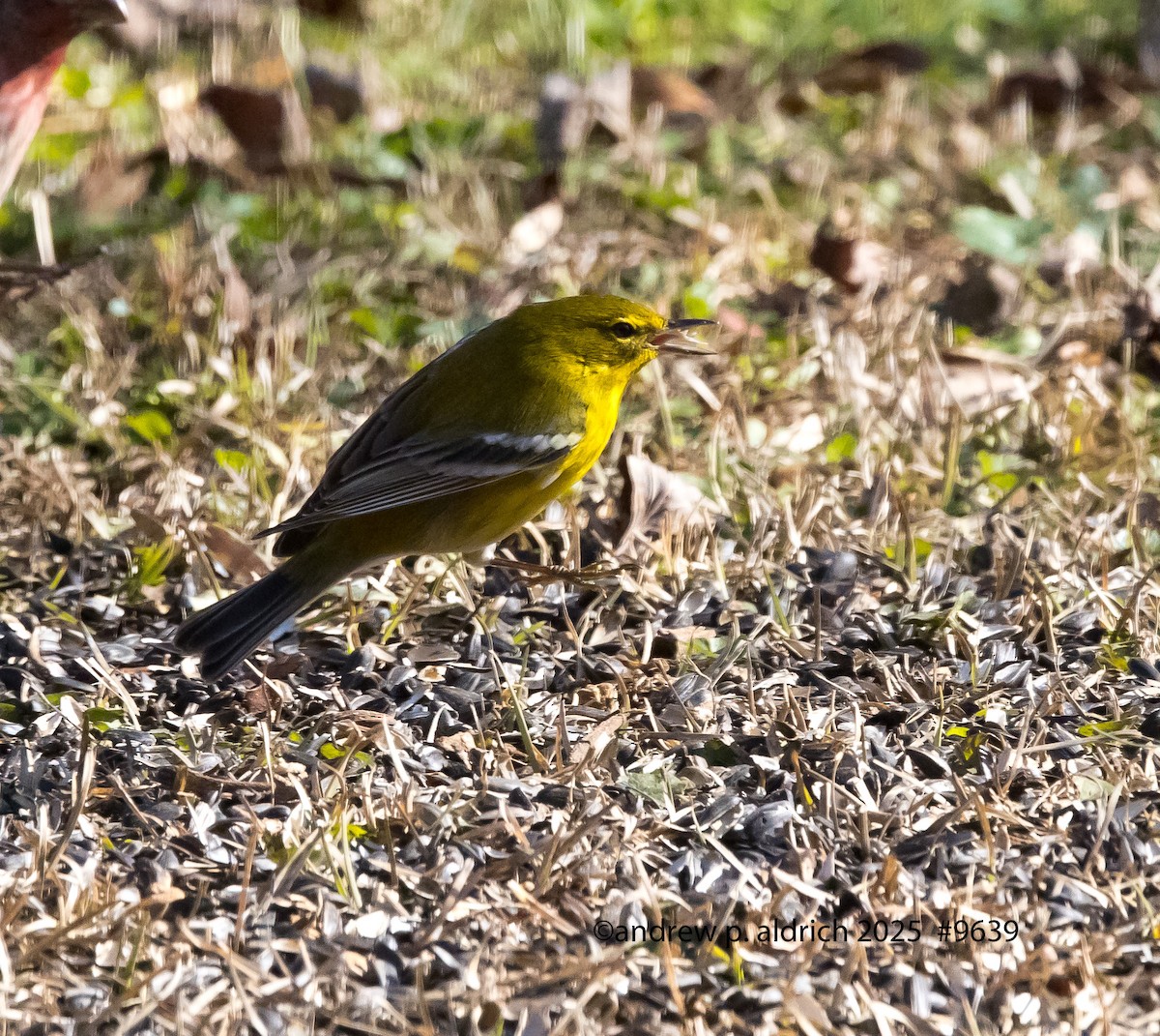 Сосновая древесница - ML646723473
