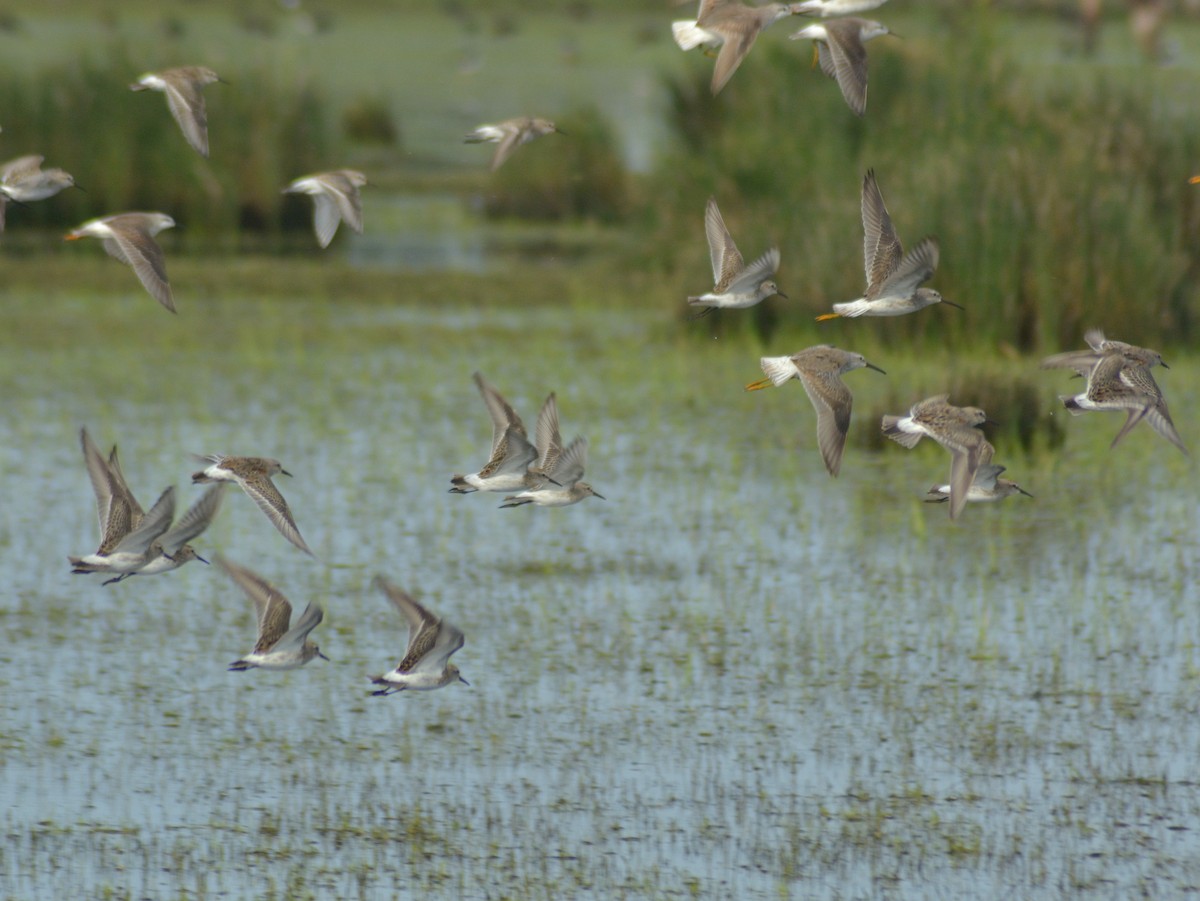 Бонапартов песочник - ML646723474