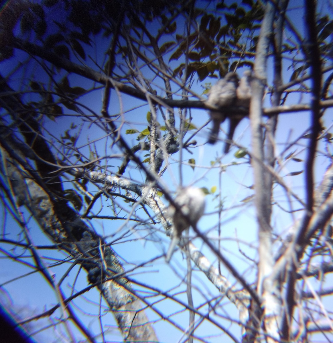 Inca Dove - ML646723475