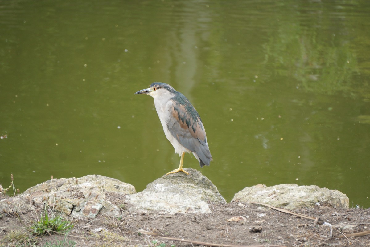 Black-crowned Night Heron - ML646723476