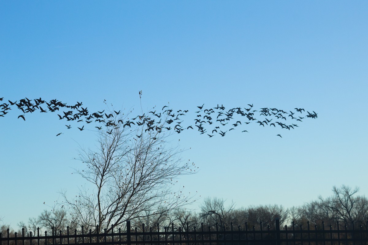 Cackling Goose - ML646723477