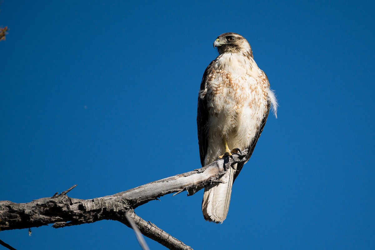 Variable Hawk (Red-backed) - ML646723479