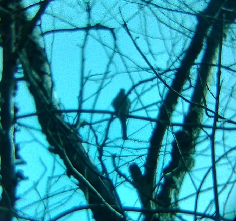 Inca Dove - ML646723480