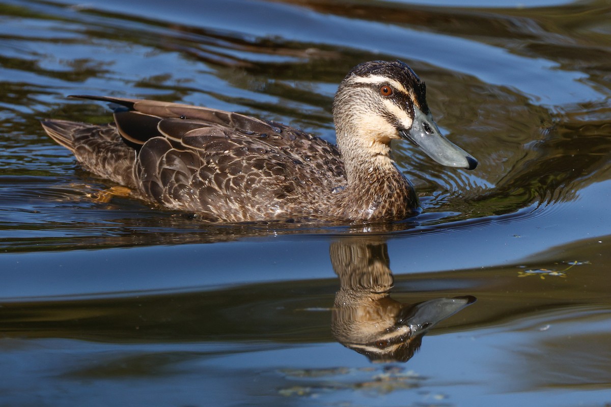 Pacific Black Duck - ML646723482