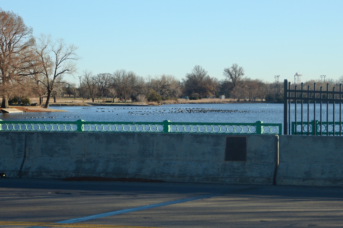 Cackling Goose - ML646723483