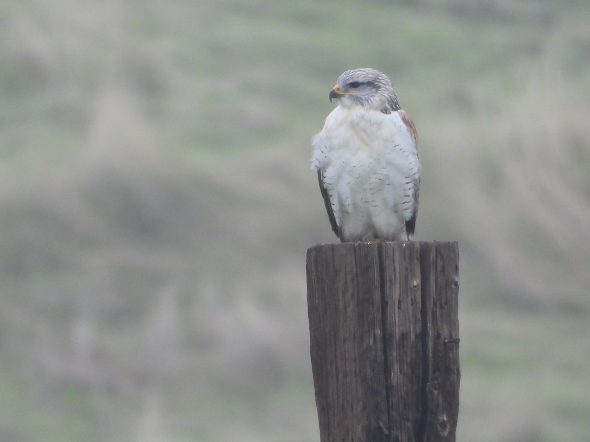 Königsbussard - ML646723484