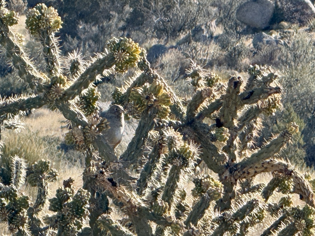 Canyon Towhee - ML646723485