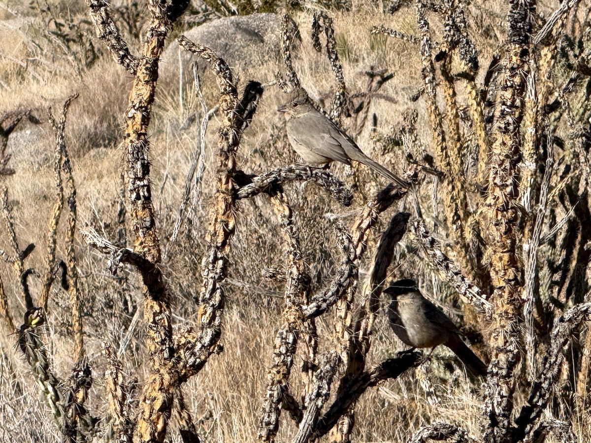 Canyon Towhee - ML646723487