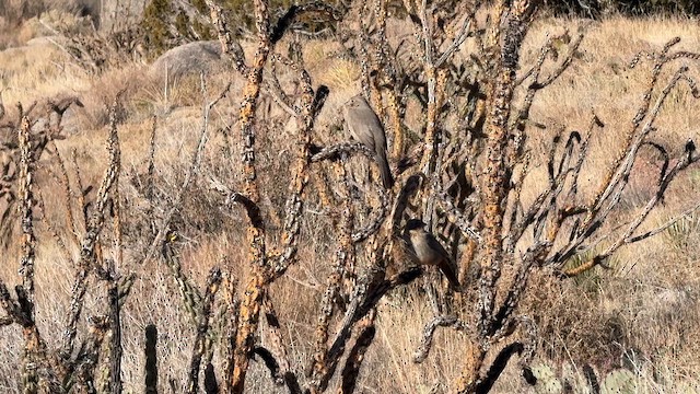 Canyon Towhee - ML646723488