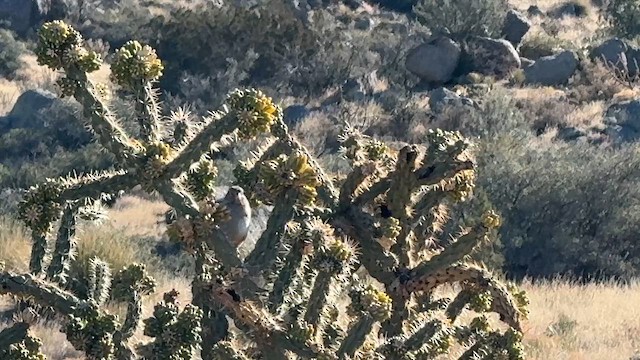 Canyon Towhee - ML646723492