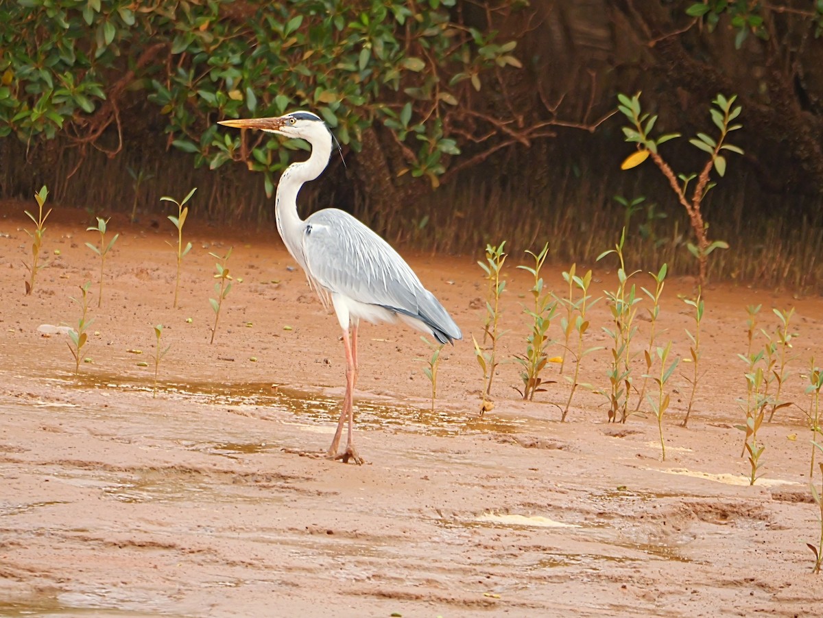Gray Heron (Madagascar) - ML646723495