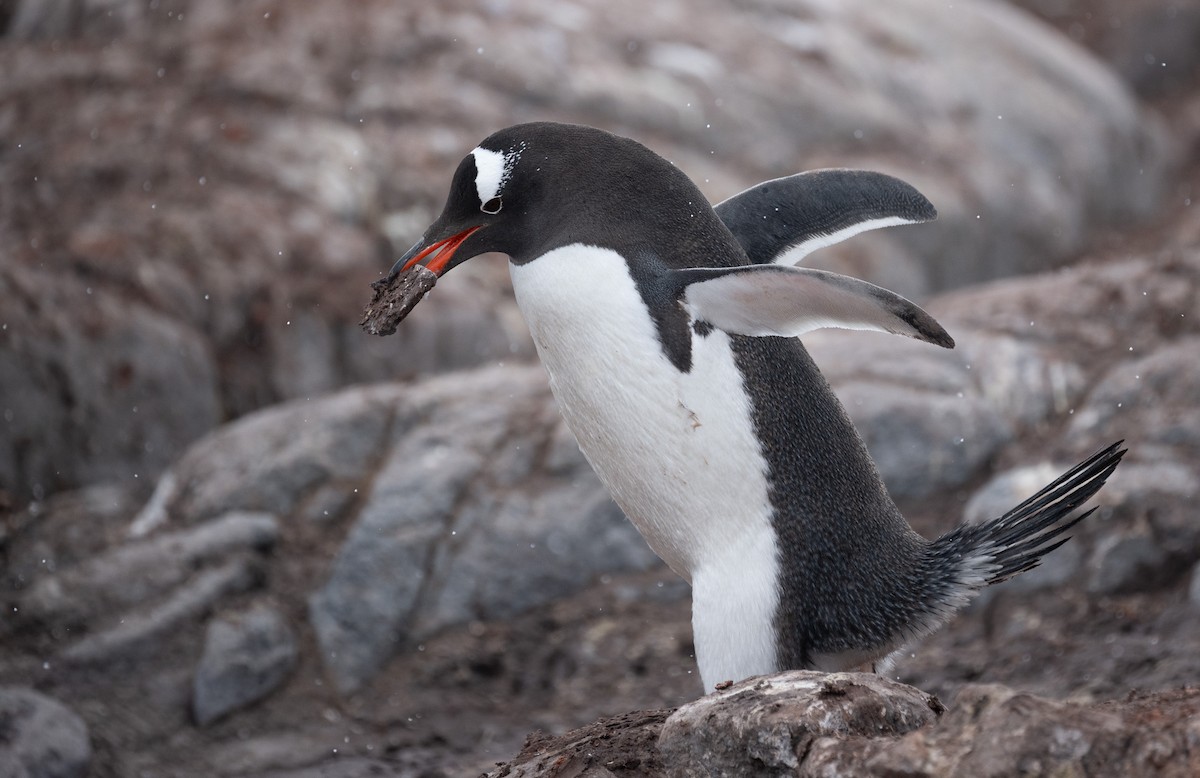 Gentoo Penguin - ML646723496