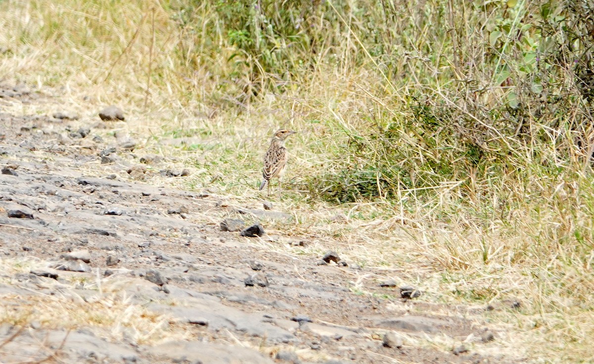 Sentinel Lark - ML646723497