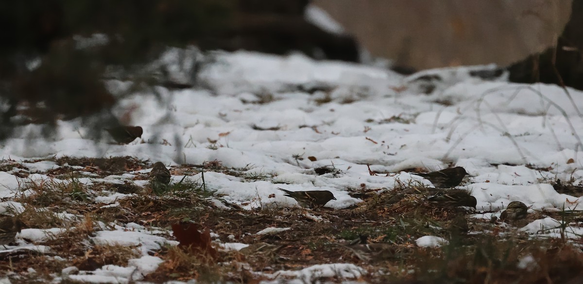 Pine Siskin - ML646723503