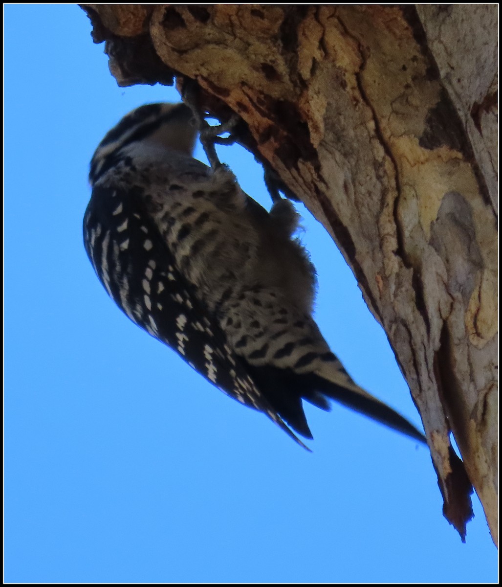 Nuttall's Woodpecker - ML646723504