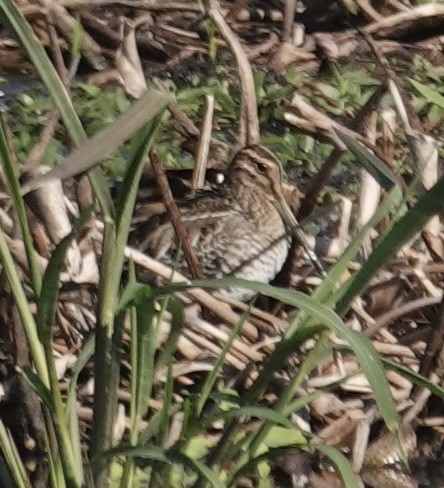 Wilson's Snipe - ML646723505