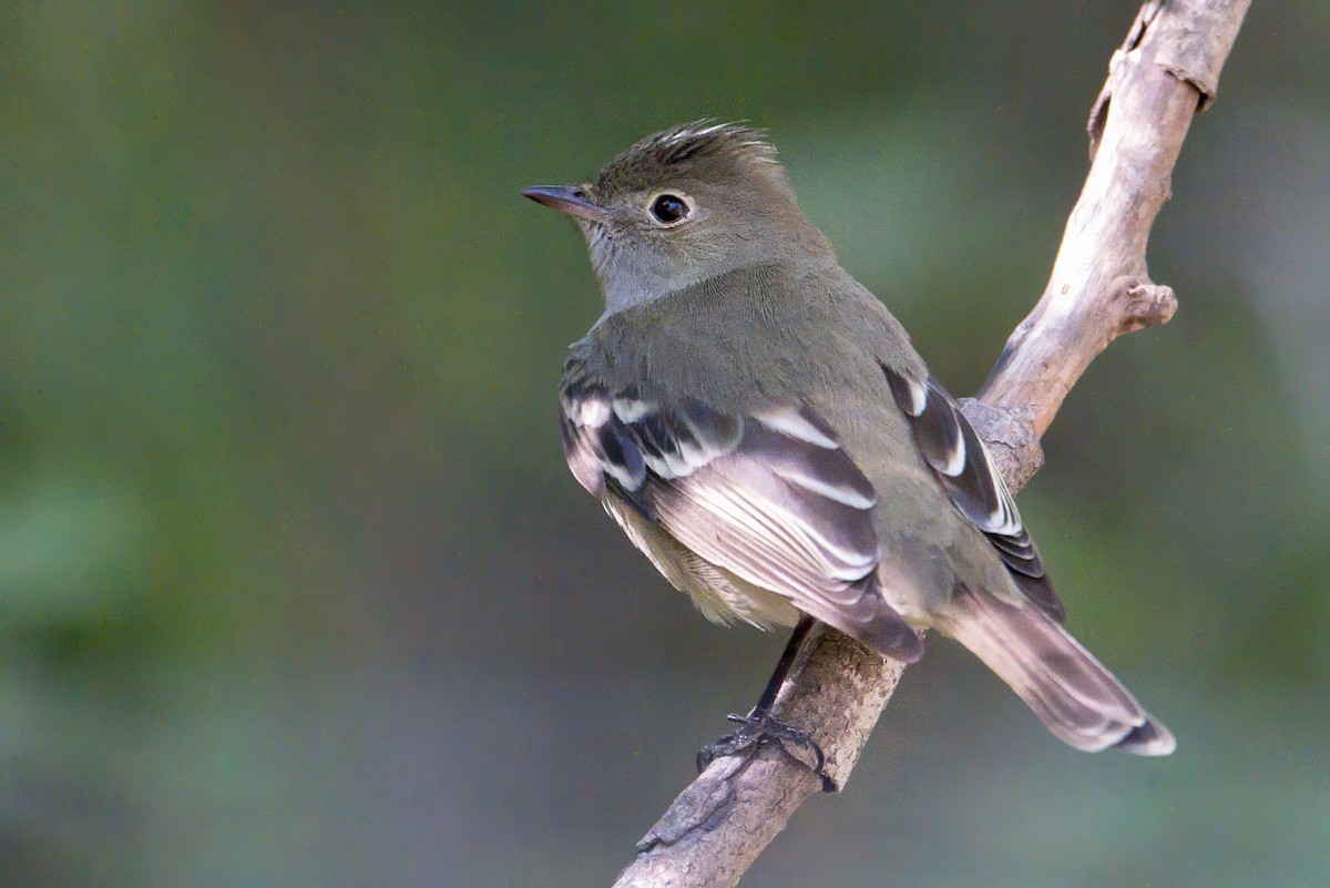 White-crested Elaenia (Chilean) - ML646723507