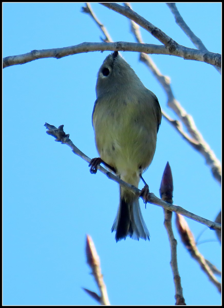 Ruby-crowned Kinglet - ML646723508