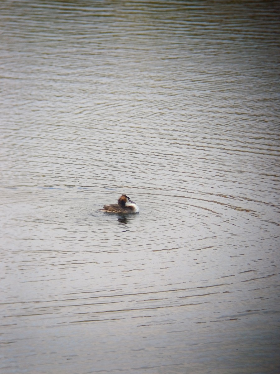 Great Crested Grebe - ML646723509