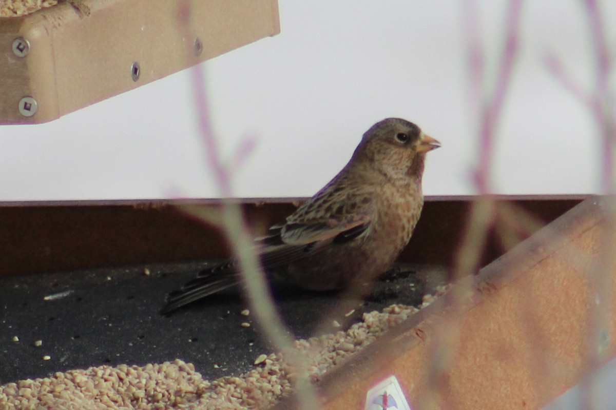 Brown-capped Rosy-Finch - ML646723510