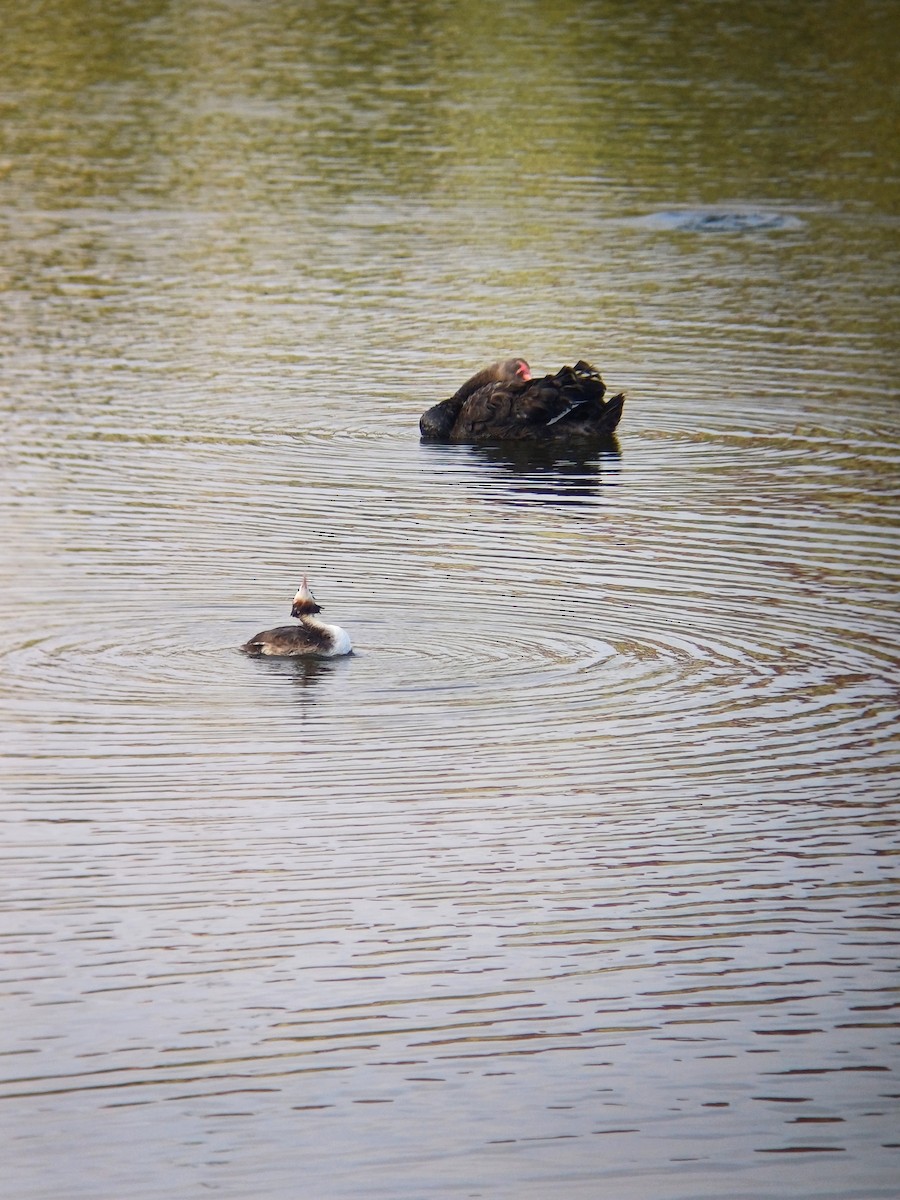 Great Crested Grebe - ML646723512